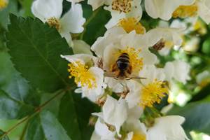 bourgogne avallon gite abeille fleurs