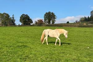 Ulotte d'Aurabelle