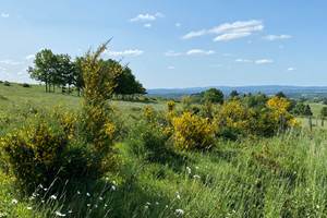 Les terres de la chouette, les genêts en fleurs dans le paysage Limousin