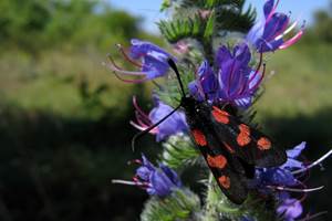 Papillon et fleur de la réserve naturelle de Yves