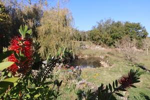 jolies fleurs étang