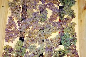 Séchage des grappes pour le Vin de Paille