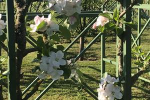 DANS LES VERGERS-POTAGERS