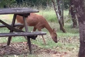 Les chevreuils devant le gîte "les chevreuils"