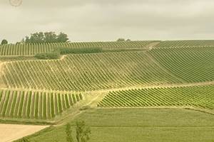 Domaine Laougué - le vignoble tryptique 1