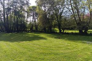 Camping à l'ombre des grands arbres