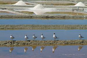 Re´_mouettes_marais_salants