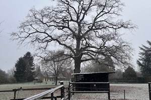 Le chêne majestueux