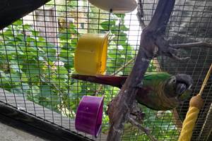 Nos conures qui vivent dans le pigeonnier
