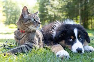 intelligence-chiens-chats