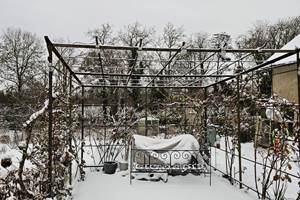 Murier sous la neige 0126