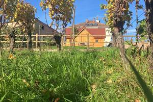 cabane au pieds des vignes