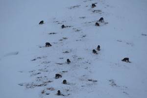 Chamois dans le cirque de Foron -En raquette à 1 km de Beauregard