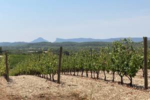 vignes vue Pic Saint Loup et Hortus
