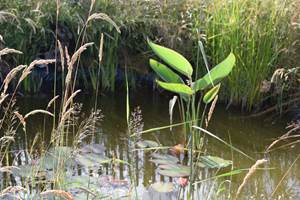 Mare aux grenouilles