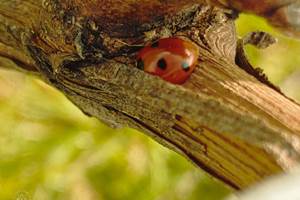 Domaine Laougué biodiversity - Coccinelle