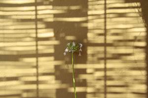 jeu d'ombre dans la cour jardin