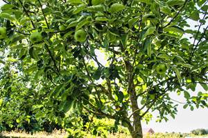 Pommier-du-jardin-Le-Relai-de-Lou