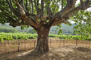 MAGNIFIQUE PLATANE 2