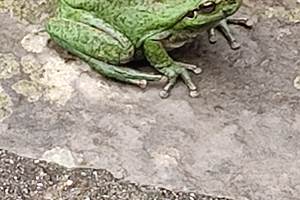 Grenouille du Mas