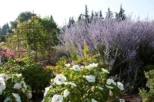 gloriette  au mas des figues