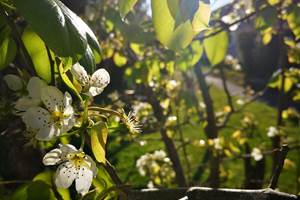 fleur de poire du jardin