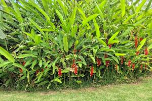 Heliconia rostrata - Bec de perroquet