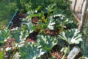 Salades au potager