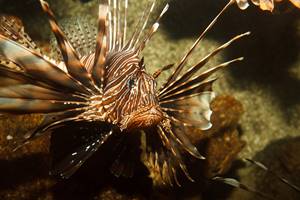 AQUARIUM DU LIMOUSIN A LIMOGES