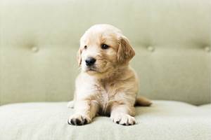 chiot-750x410