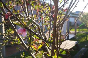 fleur de peche du jardin