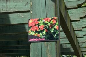 Aubépine-627