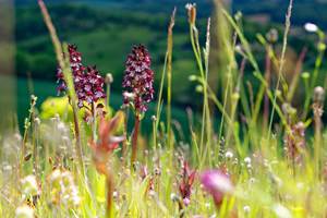 que nous sommes ravis par les orchidés