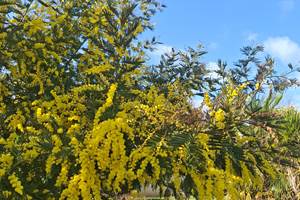 jardin-les-charmes-de-sarlat