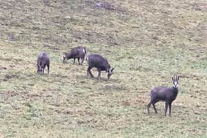 Les Chamois