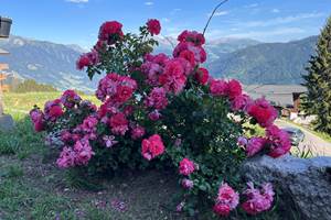 Roses avec en arrière plan vue sur massif