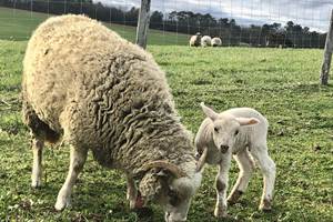 Moutons