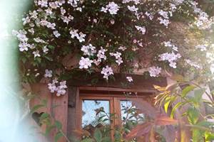 HISSELE_Chambres_Hôtes_Alsace_Jardin_Ried_Hilsenheim