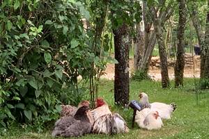 Les poules