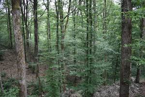 vue sur foret
