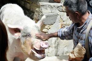 boul le cochon