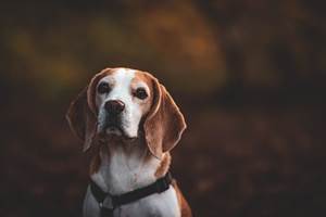 animaux de compagnie