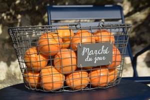 Récolte d'abricots