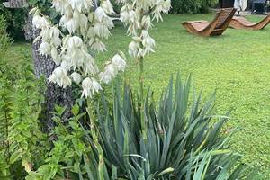 le yucca trône majestueusement au milieu du jardin