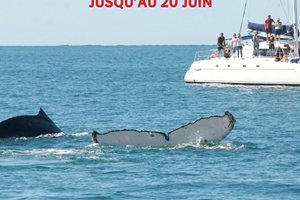 cata baleine
