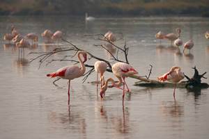 les flamants roses