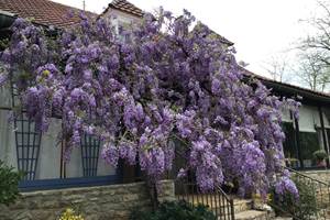 une glycine somptueuse