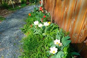 Panache de couleurs avec les tulipes au printemps