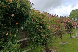 IMG_20260511_105707