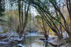 dans le bois du caillou qui bique, un jour d'hiver
